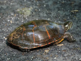 The first turtle