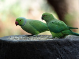Parrots in Cubbon Park, Bangalore