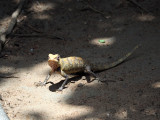 The gecko in the yard