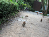 Some of the monkeys of Nandi HIlls