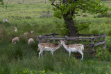 Young deer