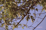 hummingbird on nest RL