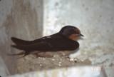 barn swallow on nest RL