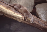otter on log