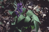 Delphinium, larkspurs