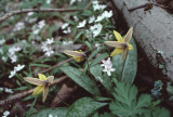 wildflowers RL