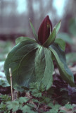trillium