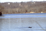 Radnor Lake view with ducks, and houses