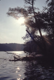 Radnor Lake scene