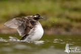Adult female Long-tailed Duck