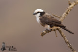 Adult Northern White-crowned Shrike