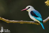 Adult Woodland Kingfisher