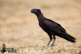 Adult Thick-billed Raven