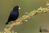 Adult male Village Indigobird