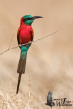 Adult Northern Carmine Bee-eater