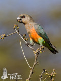 Adult Orange-bellied Parrot