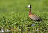 Adult White-faced Whistling Duck