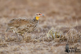 Adult Yellow-necked Spurfowl