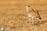 Adult Arabian Bustard (ssp. <em>arabs</em>)