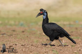 Adult female Abyssinian Ground Hornbill