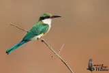 Adult Somali Bee-eater