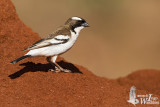 Adult White-browed Sparrow-Weaver (ssp. <em>melanorhynchus</em>)