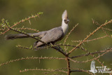 Adult Bare-faced Go-away-bird (ssp. <em>personatus</em>)