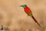 Northern Carmine Bee-eater (Merops nubicus)