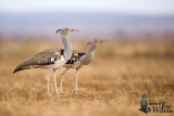Kori Bustard (Ardeotis kori)