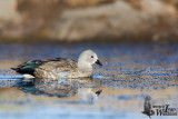 Adult Blue-winged Goose