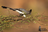 White-bellied Go-away-bird (Corythaixoides leucogaster)