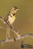 Adult DArnauds Barbet (ssp. <em>boehmi</em>)