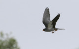 Amur Falcon Falco amurensis