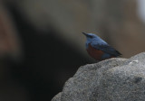 Blue Rock-thrush Monticola solitarius philippensis