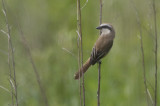 Brown Shrike Lanius cristatus confusus