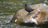 Brown Dipper Cinclus pallasii