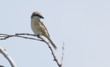 Brown Shrike Lanius cristatus confusus