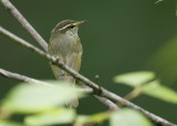Eastern Crowned Warbler Phylloscopus coronatus