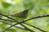 Eastern Crowned Warbler Phylloscopus coronatus