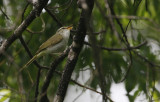 Eastern Crowned Warbler Phylloscopus coronatus