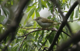 Eastern Crowned Warbler Phylloscopus coronatus