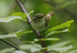 Eastern Crowned Warbler Phylloscopus coronatus