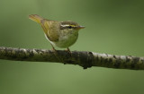 Eastern Crowned Warbler Phylloscopus coronatus