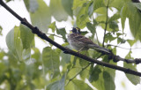 Yellow-throated Bunting Emberiza elegans.