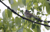 Yellow-throated Bunting  Emberiza elegans. 