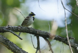 Yellow-throated Bunting Emberiza elegans.