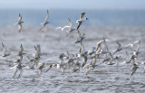Common Tern Sterna hirundo longipennis.