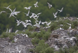 Common Tern Sterna hirundo longipennis.