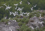 Common Tern  Sterna hirundo longipennis. 