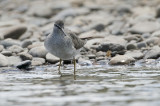 Grey-tailed Tattler Tringa brevipes